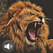 Lion Sounds